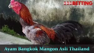 Ayam-Bangkok-Mangon-Asli-Thailand