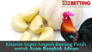 Khasiat-Super-Ampuh-Bawang-Putih-untuk-Ayam-Bangkok-Aduan