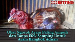 Obat-Ngorok-Ayam-Paling-Ampuh-dan-Tanpa-Efek-Samping-Untuk-Ayam-Bangkok-Aduan