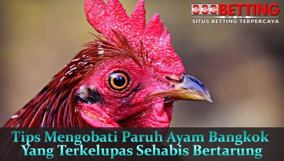 Tips-Mengobati-Paruh-Ayam-Bangkok-Yang-Terkelupas-Sehabis-Bertarung