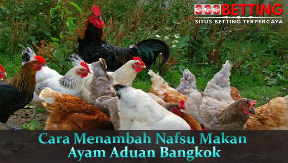 Cara-Menambah-Nafsu-Makan-Ayam-Aduan-Bangkok